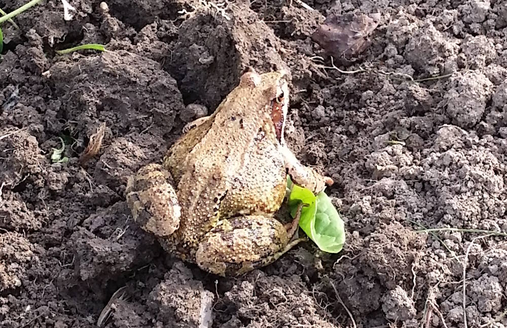 жаба на нашем участке