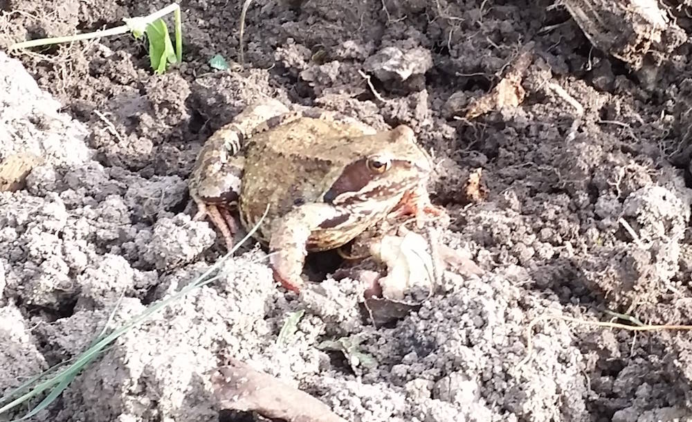 жаба на нашем участке