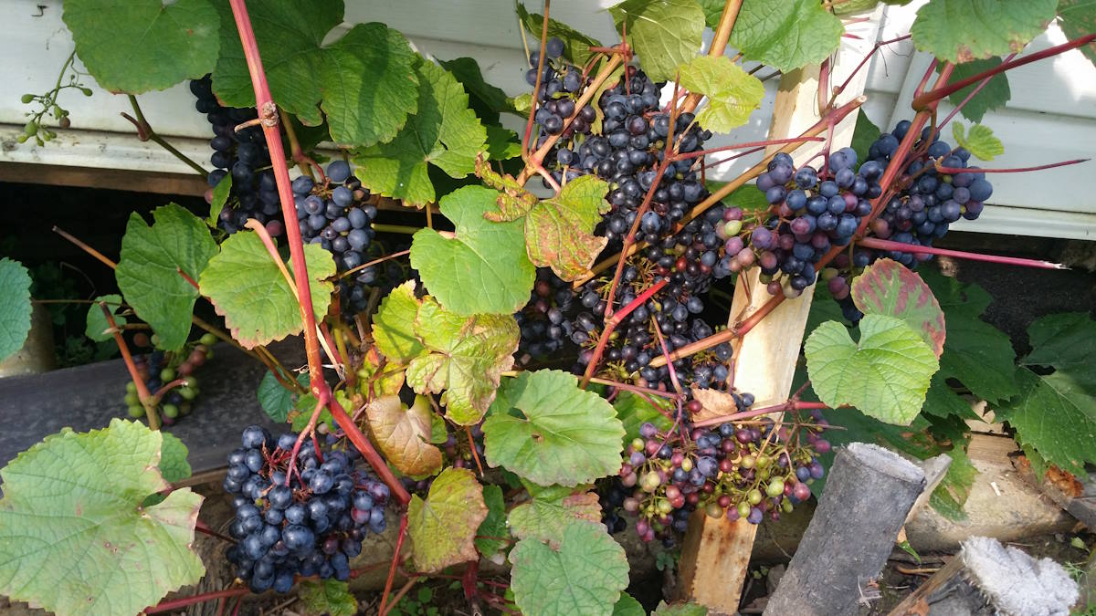 виноград на моем участке