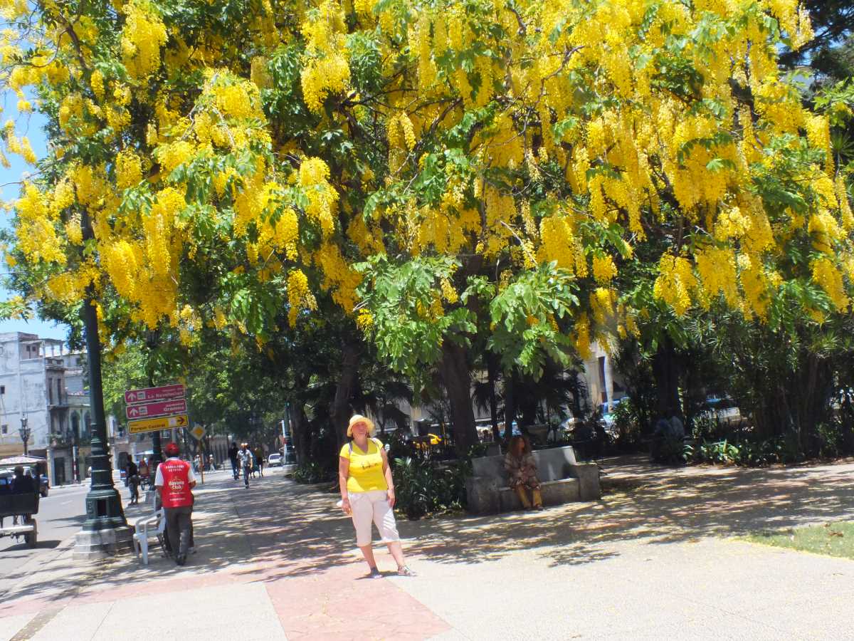 Куба, золотое дерево