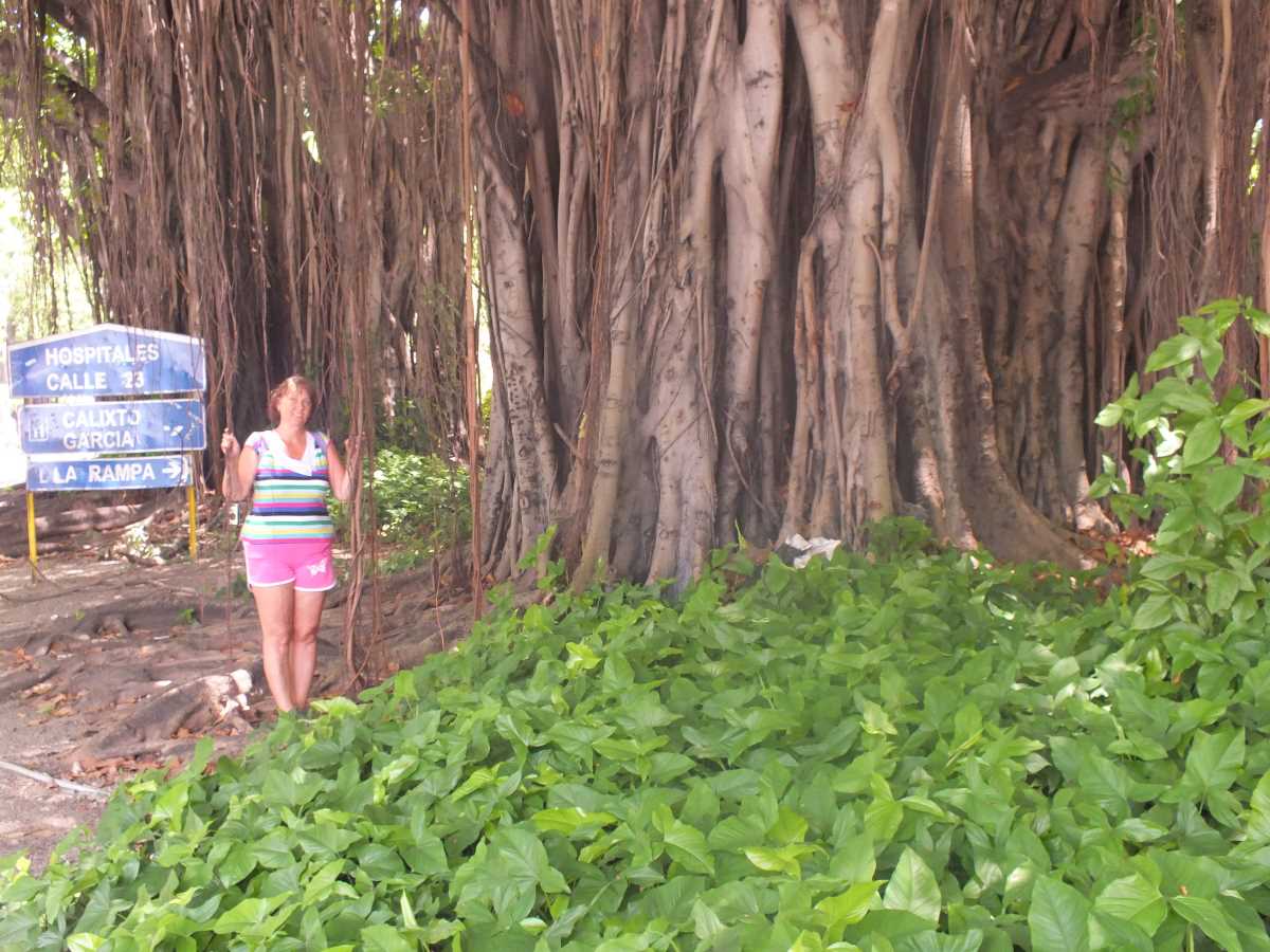 Лиановое дерево на Кубе. Баньян, или фикус бенгальский (Ficus benghalensis)