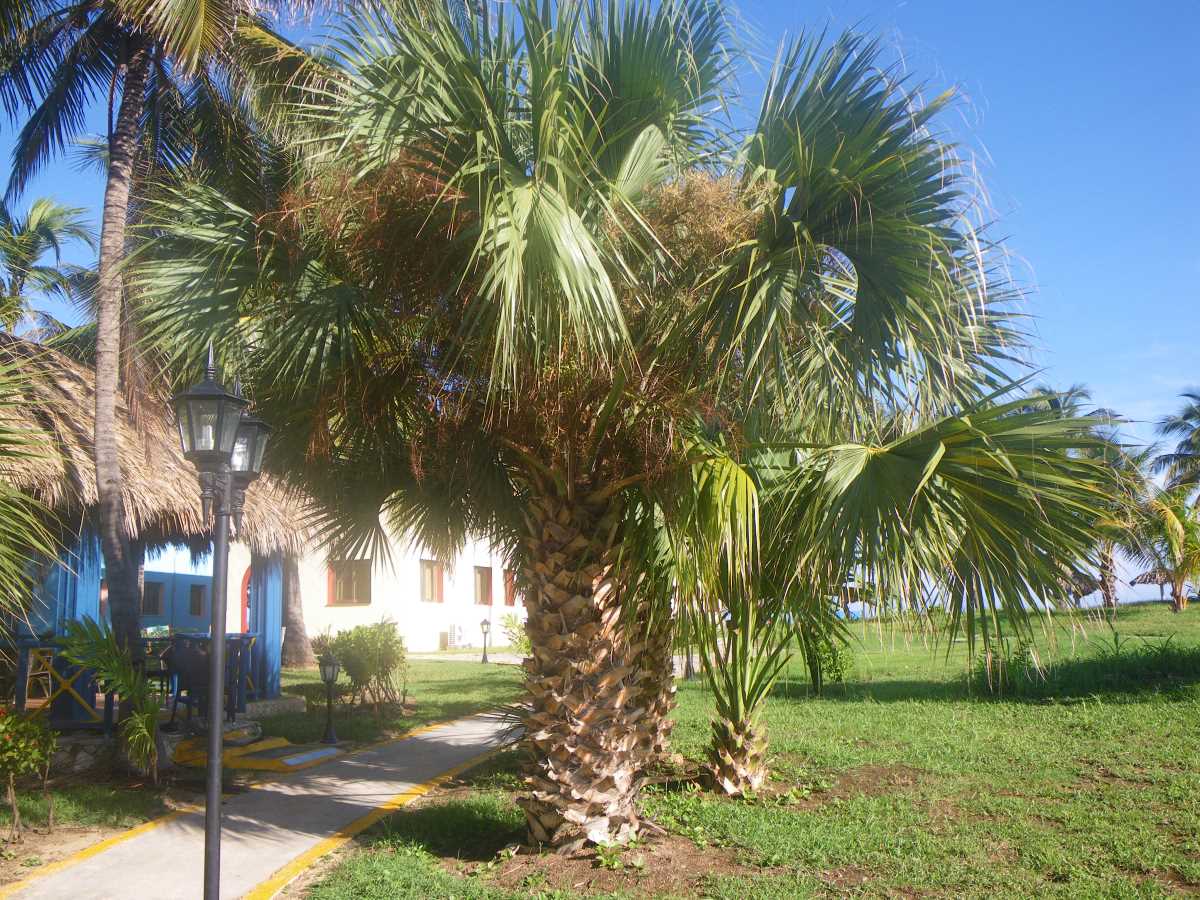 Роскошная пальма. Варадеро, Куба