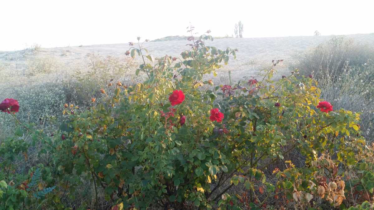 розы возле дюн в Несебре
